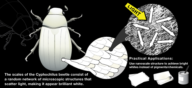 Cyphochilus Beetle Author/Photographer/Artist: Andrea Leggitt Source: The Biomimicry Institute Uploaded: 2009-07-29 19:50:32 Keywords: Cyphochilus Beetle, brilliant white shell, paper white, scattered structures, nanostructures, biobreakdown Simplified rendering of how the random network of microscopic structures within the beetle's shell scatter light, resulting in a stark white appearance. License: CC-by-nc-nd - Attribution Non-commercial No Derivatives